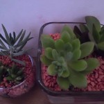 CIMG0097