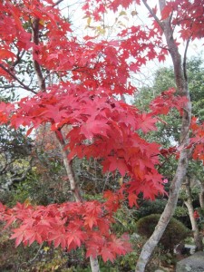 もみじ