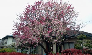 源平桜