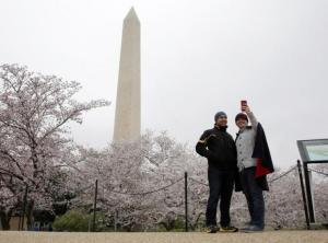 米首都ワシントンで桜が見頃に、花見客でにぎわう
